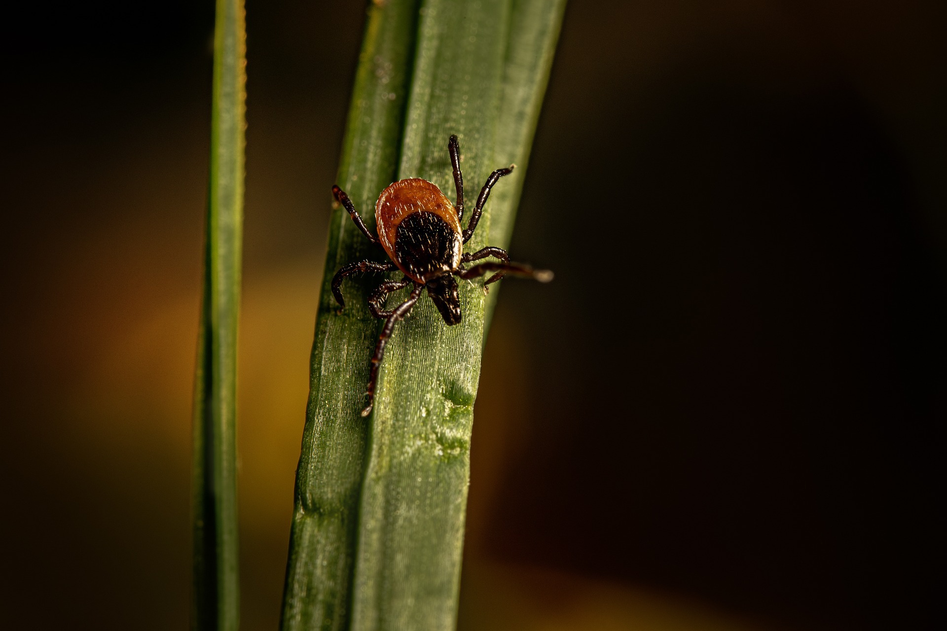 Castor bean tick 8376615 1920