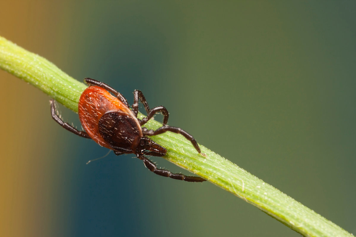 Tick pcr test